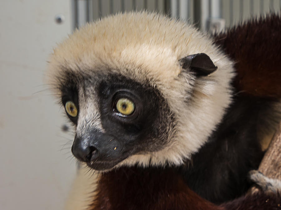 A Very Curious Sifaka Photograph by Gary Karlsen