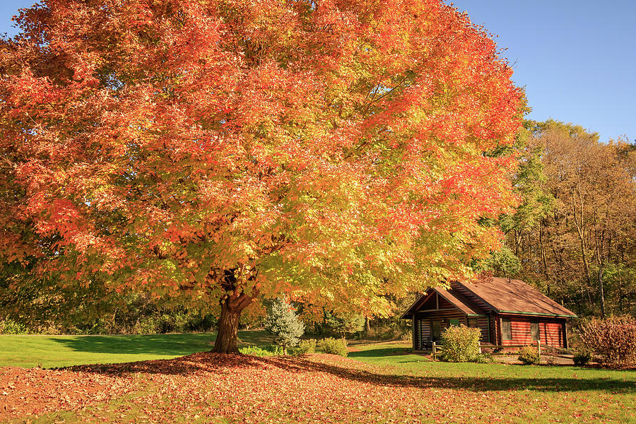 Big Fall Tree By A Cabin Photograph