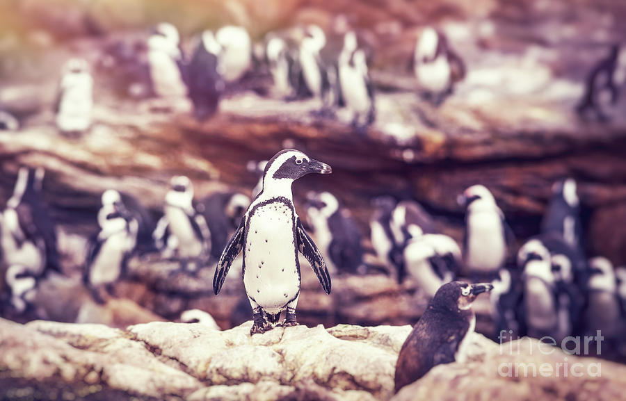 Big family of penguins  Photograph by Anna Om