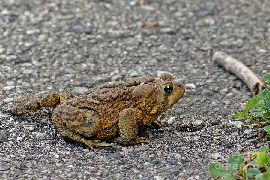 Big Fat American Toad Photograph by Natural Focal Point Photography