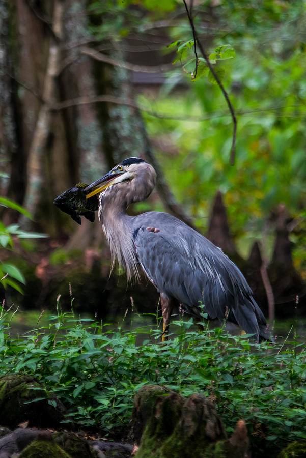 Big Fish - Great Blue Heron Photograph By Alicia Bryant - Fine Art America