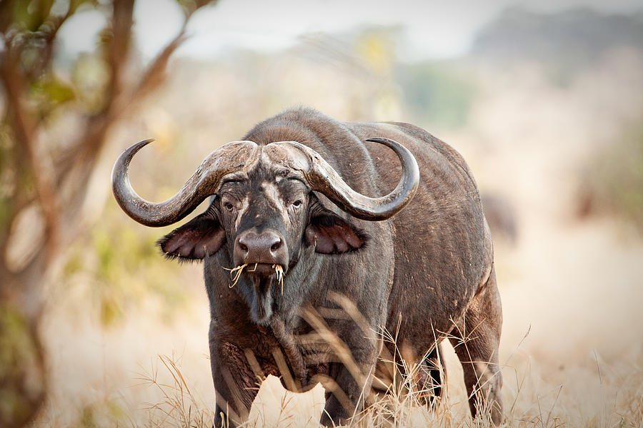 Big Five Grazer by John Nickerson Big Five Grazer by John Nickerson
