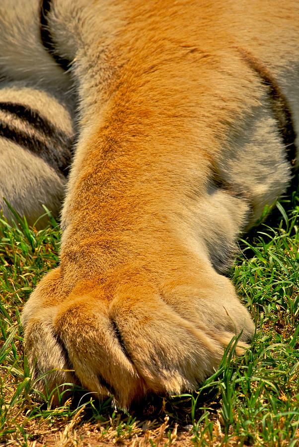 Tiger Photograph - Big Foot by Donna Shahan