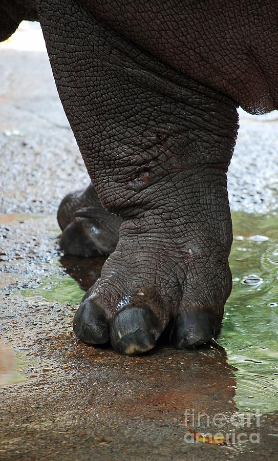 Wildlife Photograph - Big Foot by Robert Meanor