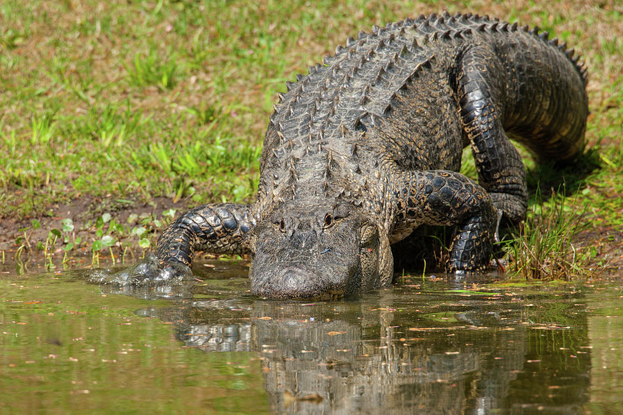 BIG Gator Photograph by Robbie Johnson - Fine Art America