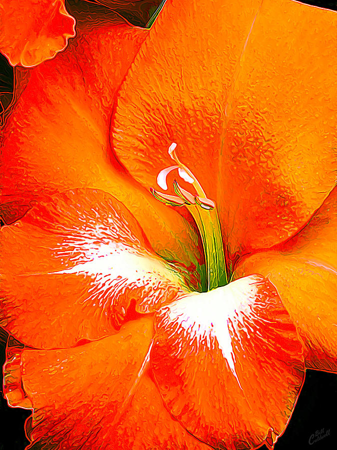 Big Glad in Bright Orange Photograph by ABeautifulSky Photography by Bill Caldwell