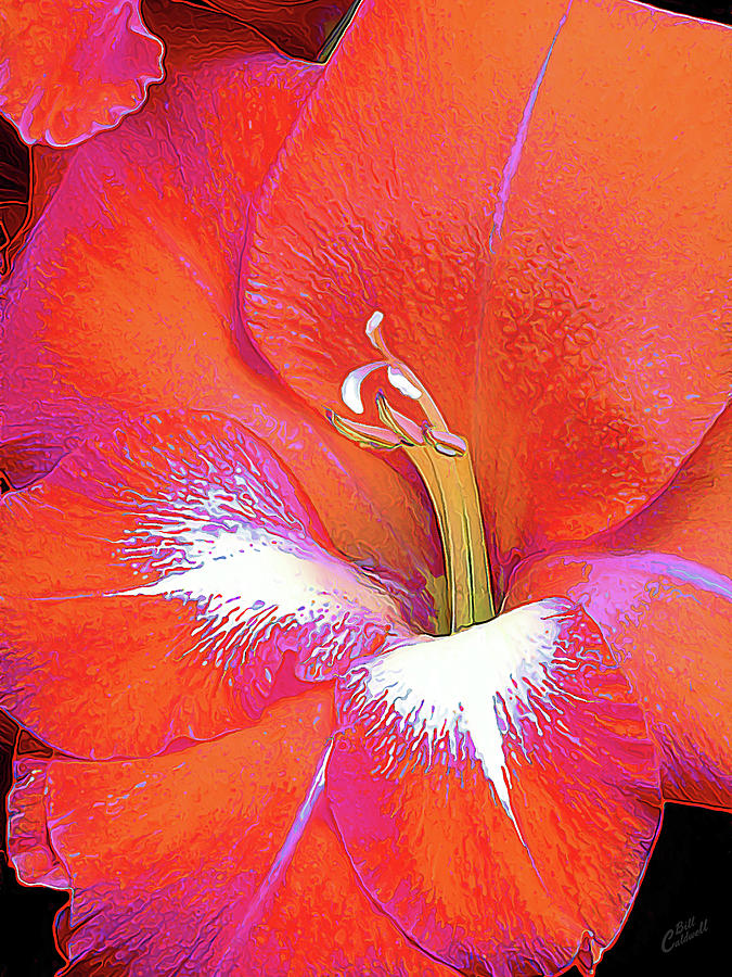 Big Glad in Orange and Fuchsia Photograph by ABeautifulSky Photography by Bill Caldwell