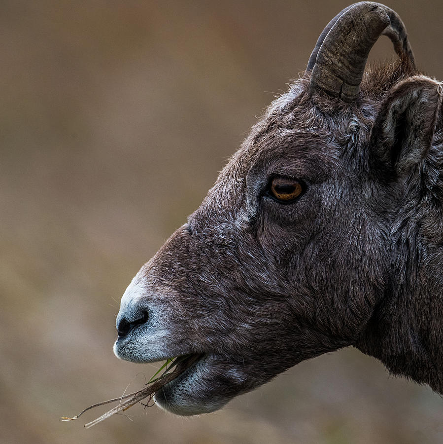 Big Goat Photograph by Paul Freidlund