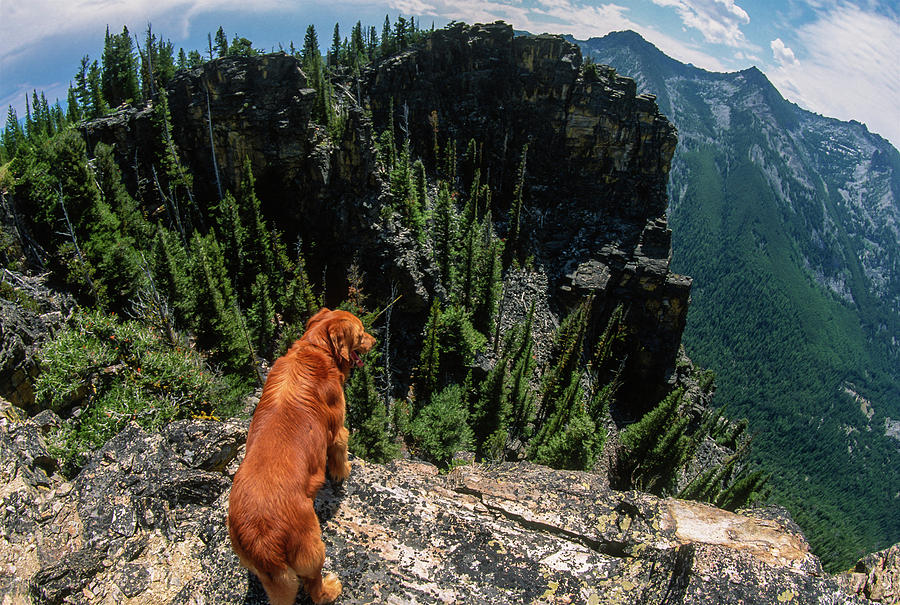 Big Golden Retriever Looking Over The Edge Of A Mountainous Wild Photograph