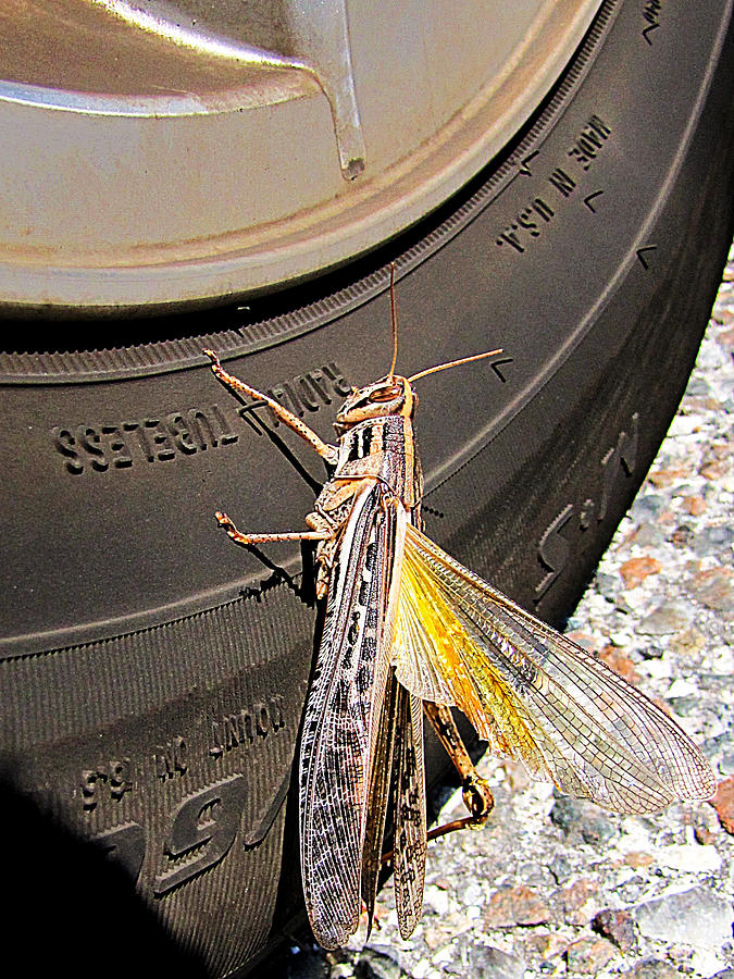 Big Grasshopper 1  Photograph by Christopher Mercer