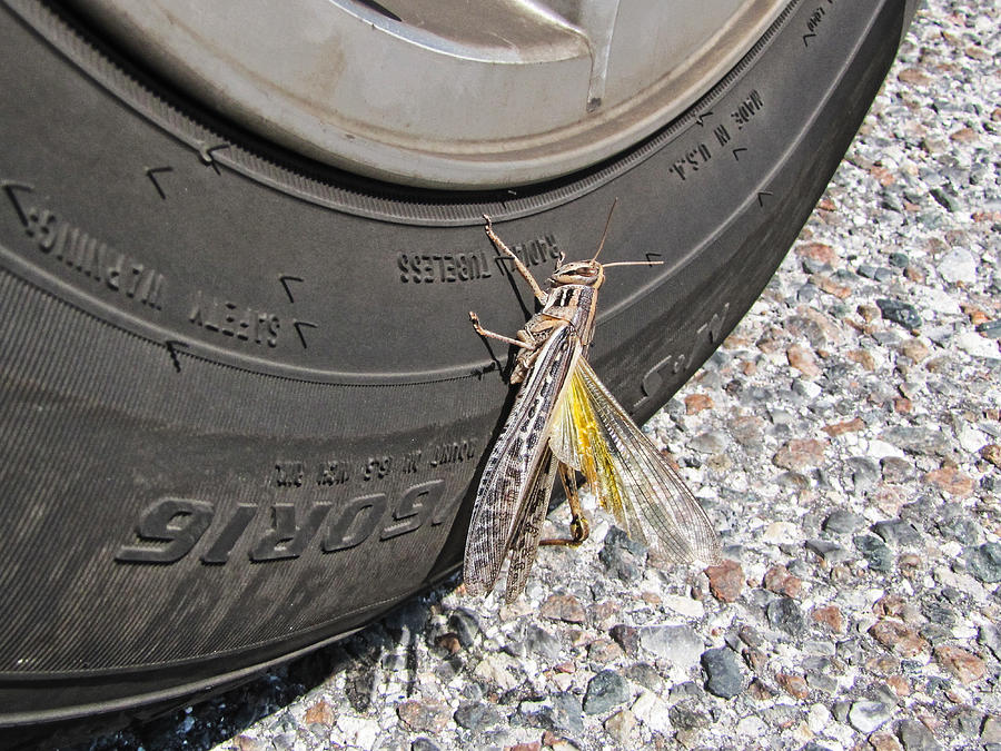 Big Grasshopper  Photograph by Christopher Mercer