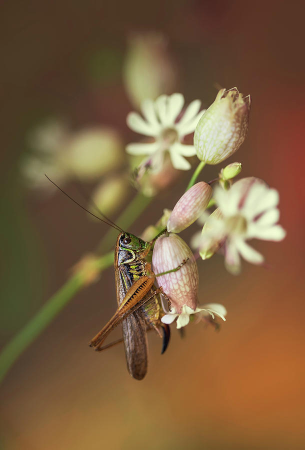 Pattern Photograph - Big grasshopper on white flowers by Jaroslaw Blaminsky