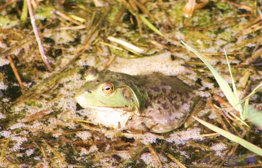 Big Green Frog Photograph by Nick Gustafson