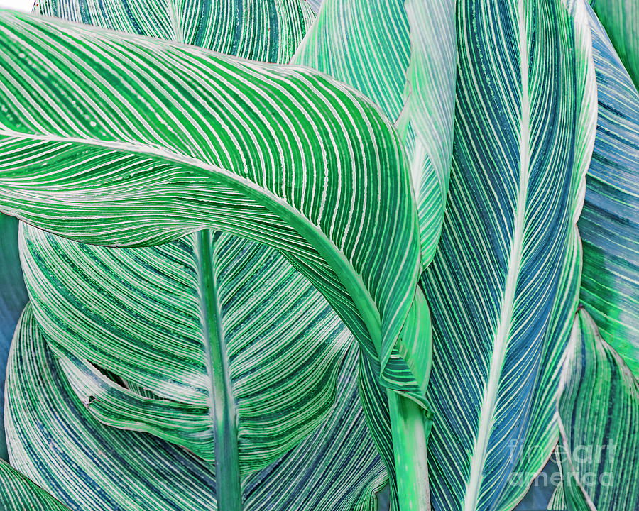Big Green Leaves Photograph by Hal Halli