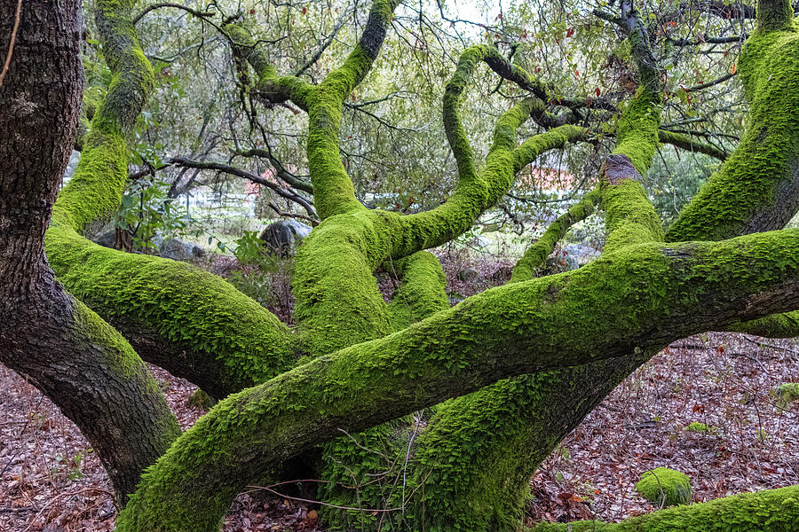 Branches Photograph - Big Green by Robin Mayoff Branches Photograph - Big Green by Robin Mayoff