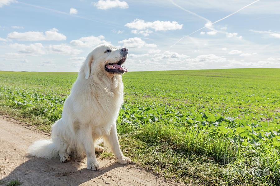 Big guard dog enjoying a walk on a sunny day. Photograph by Michal Bednarek