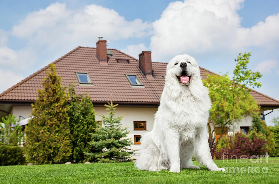 Big guard dog sitting in front of the house. Polish Tatra Sheepdog Photograph by Michal Bednarek