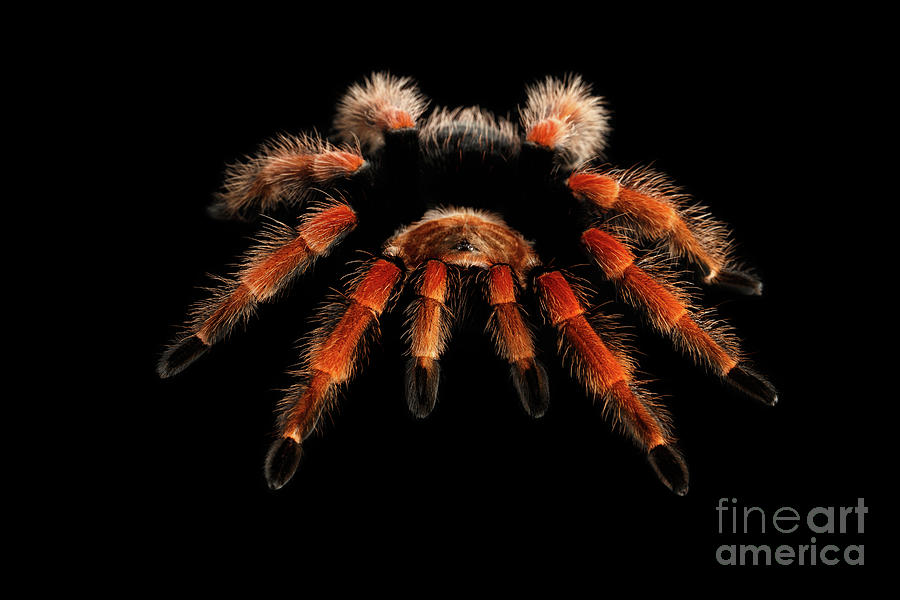 Spider Photograph - Big hairy Tarantula Theraphosidae by Sergey Taran