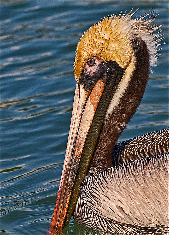Big Hickory Pelican Photograph by Ginger Wakem
