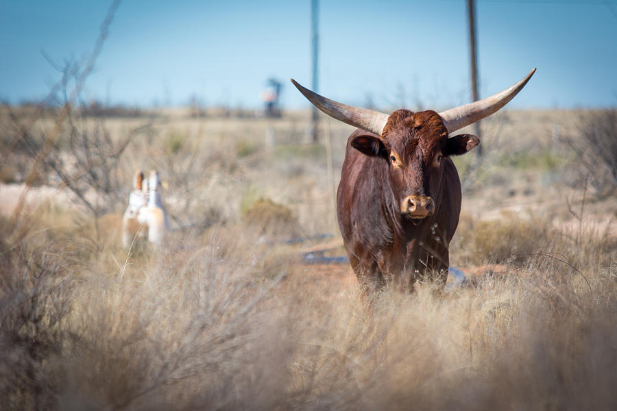 Big Horns Photograph - Big Horn Brown Bull by Carlos Martinez