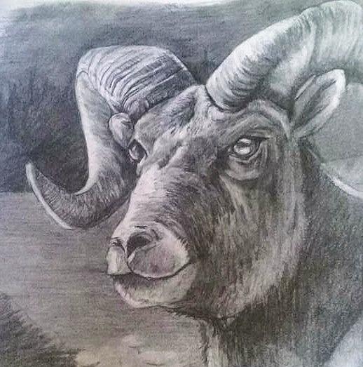 Big Horn Drawing by Cassie Chapin - Pixels