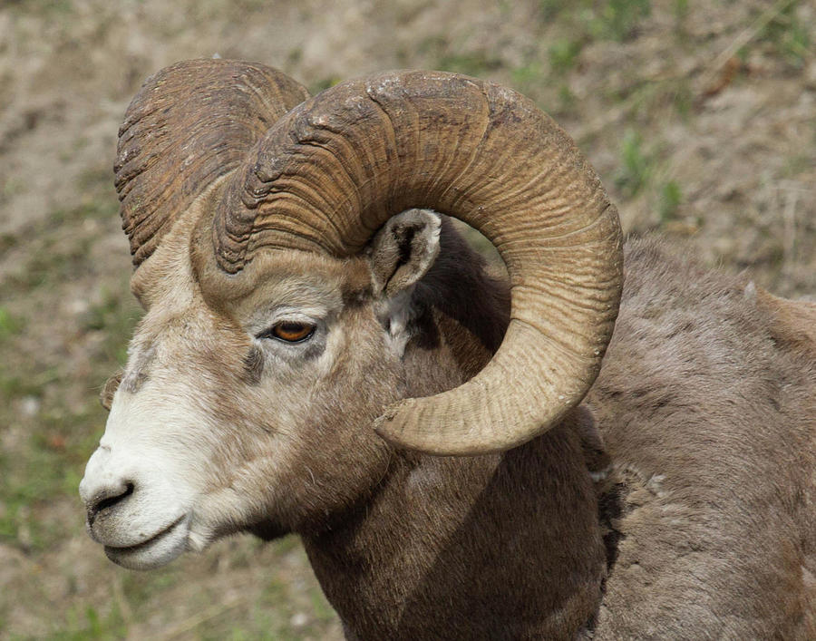 Big Horn Photograph by Eleszabeth McNeel - Fine Art America