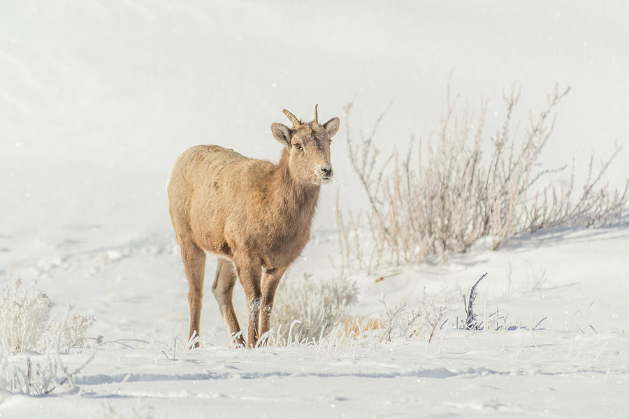 Big-Horn Ewe After Storm Photograph by Yeates Photography