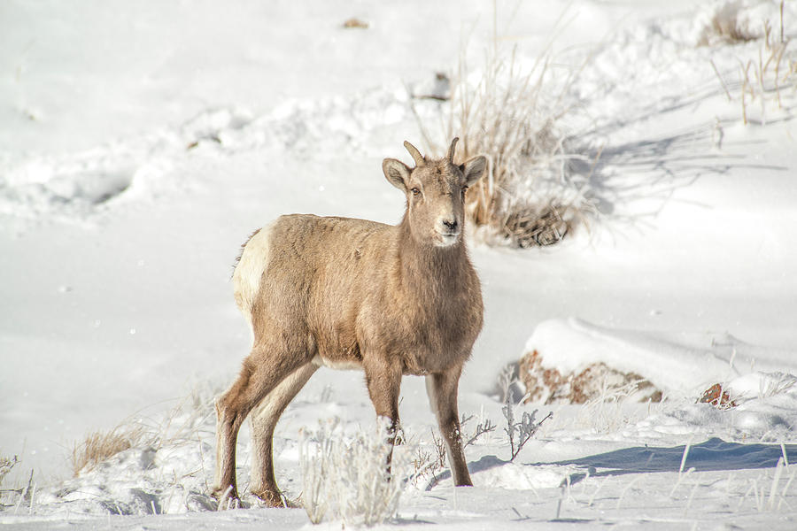 Big-Horn Ewe In Deep Snow Photograph by Yeates Photography