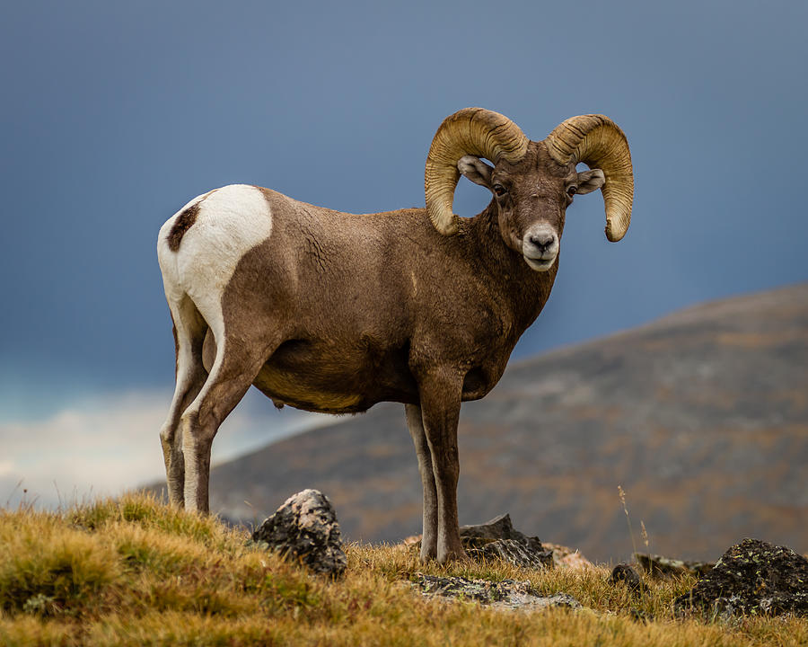 Big Horn Photograph by Gary Migues