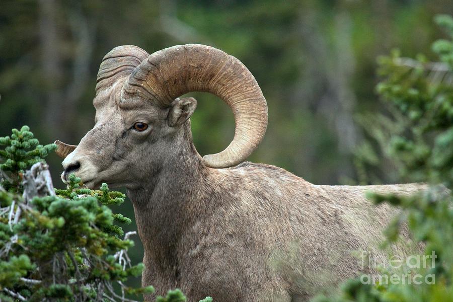 Big Horn In The Pines Photograph by Adam Jewell - Fine Art America