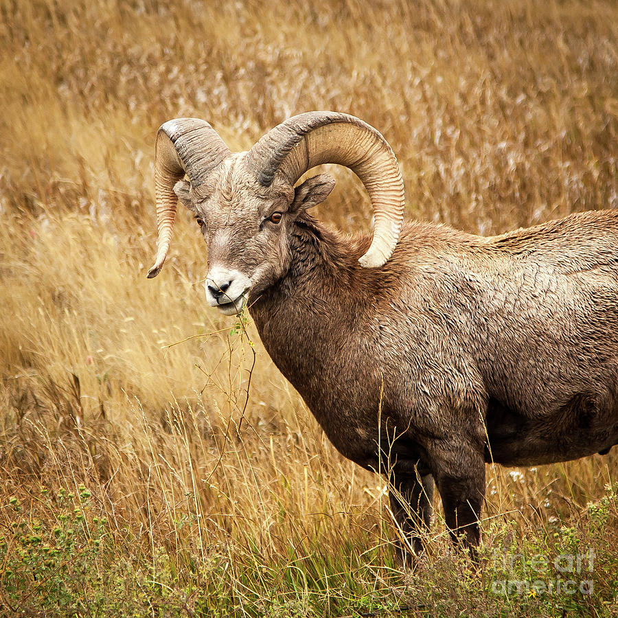 Big Horn Mama Photograph by Jaime Crosas - Pixels