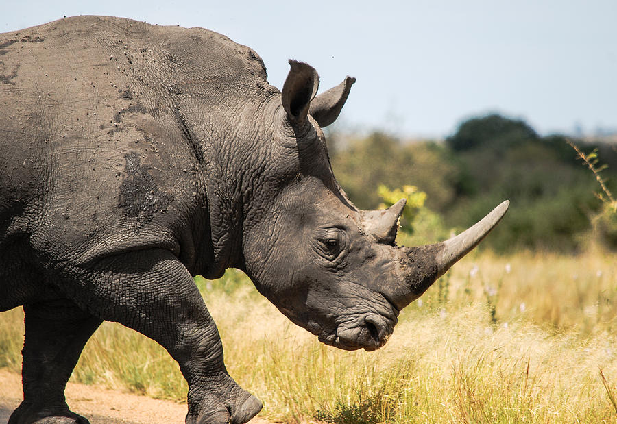 Big Horn Photograph by Schalk Lombard