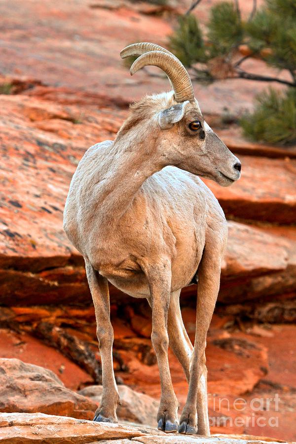 Big Horn On Red Rocks Photograph by Adam Jewell