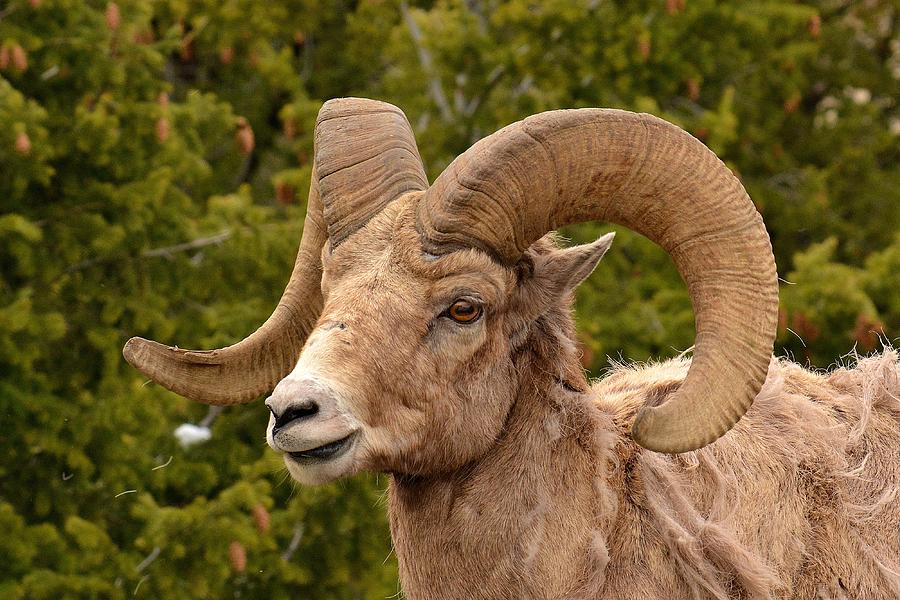 Big horn Portrait Photograph by John Dodson - Fine Art America