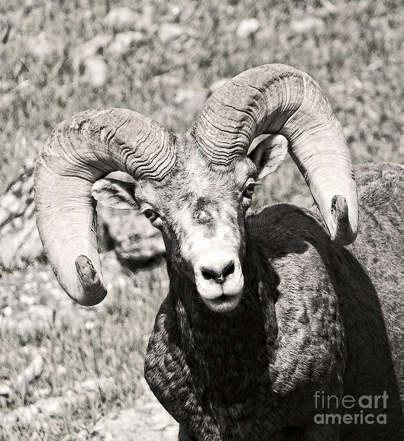Big Horn Ram BandW 5 Photograph by Russell Smith