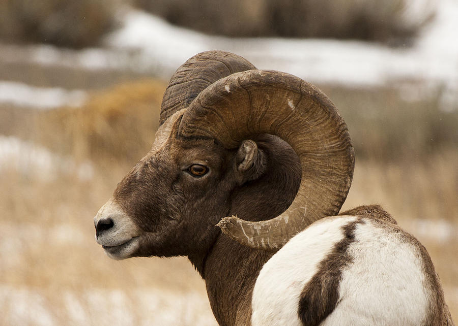 Big Horn Ram Photograph by Cat Hesselbacher | Fine Art America