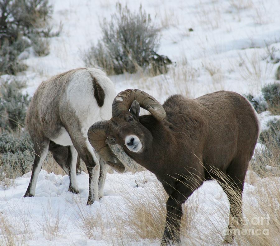 Big Horn Ram Photograph by Craig Grace - Fine Art America