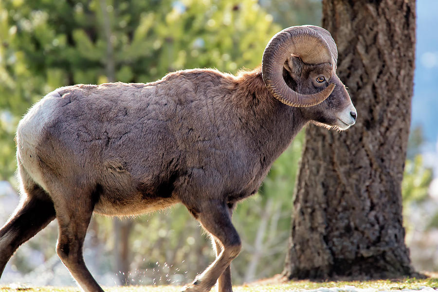 Big Horn Ram Photograph by David Buhler