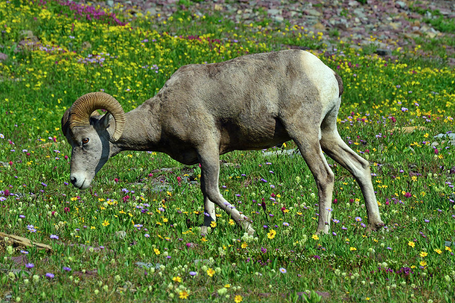 Big Horn Ram Eating Flowers in Glacier National Park Photograph by Bruce Gourley