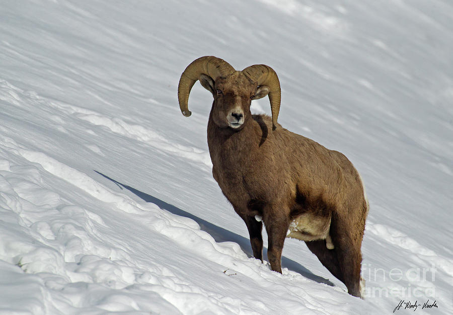 Big Horn Ram In Snow-Signed-#9745 Photograph by J L Woody Wooden