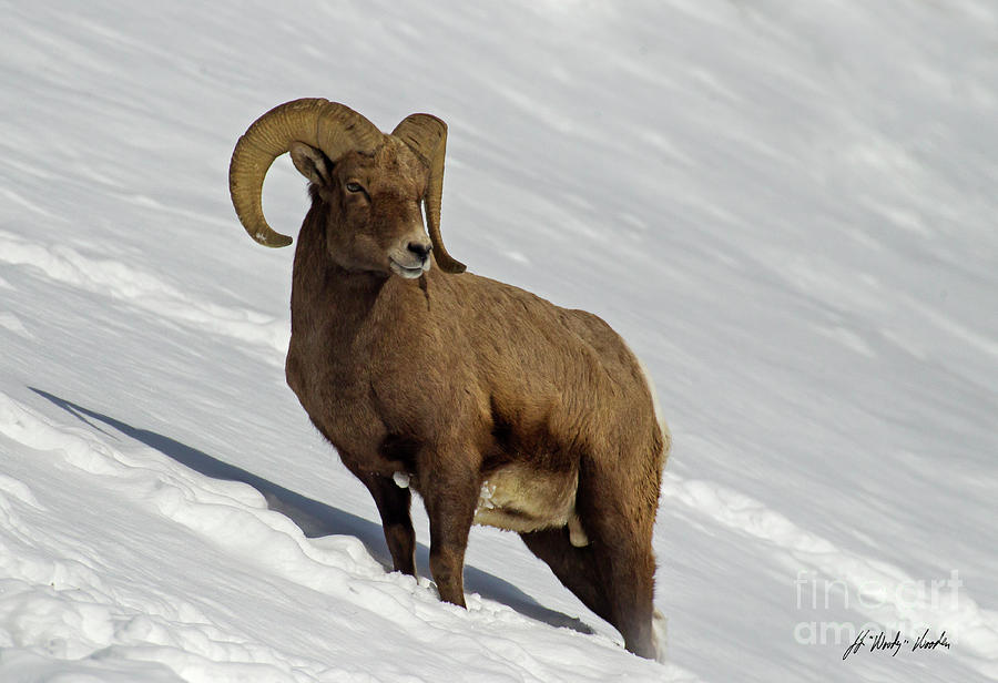 Big Horn Ram In Snow-Signed-#9778 Photograph by J L Woody Wooden