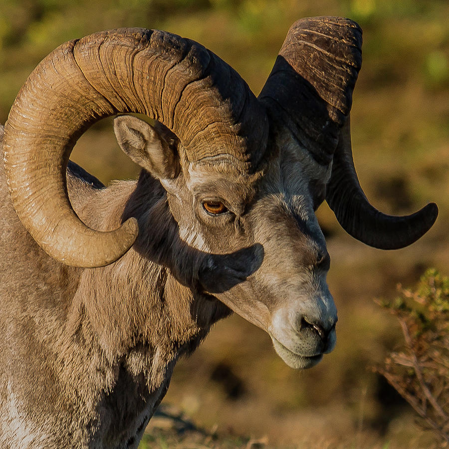 Big-Horn Ram In Summer Sun Photograph by Yeates Photography