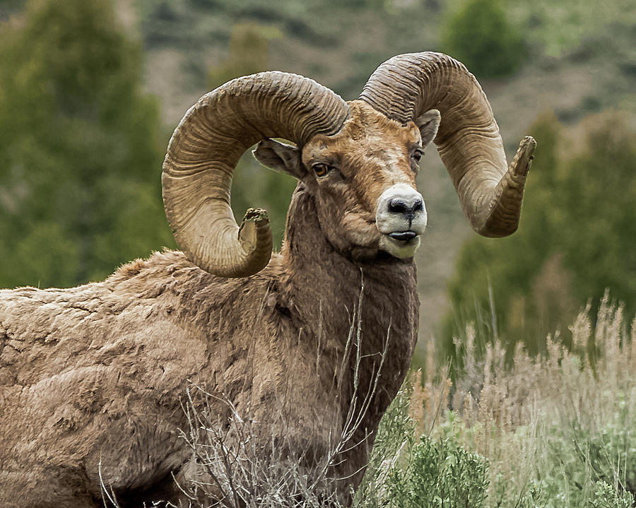 Big-Horn Ram Posing In Spring Photograph by Yeates Photography