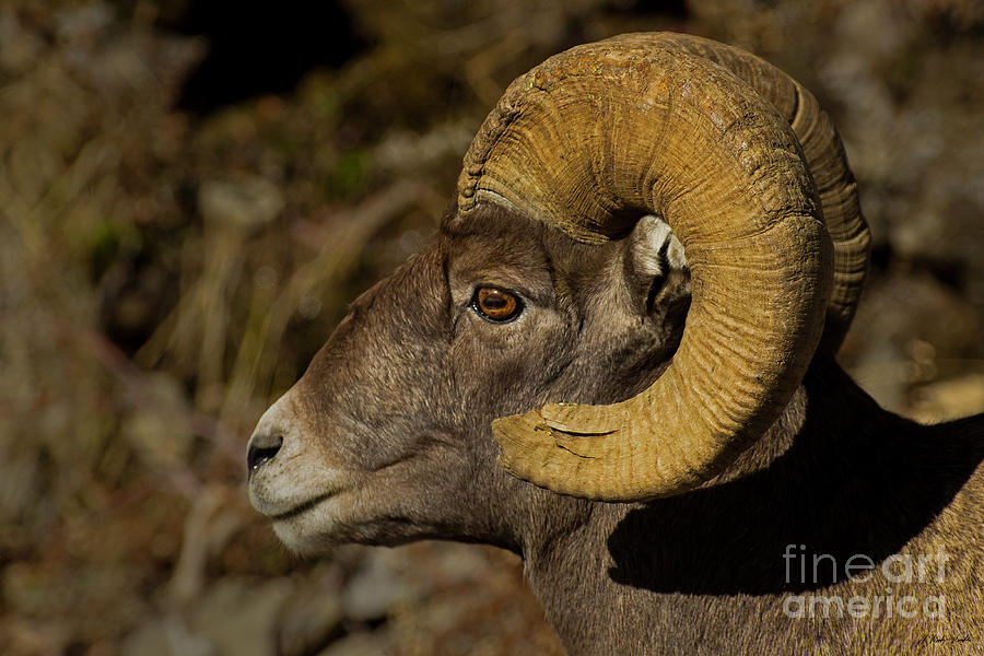 Big Horn Ram-Signed-#2475 Photograph by J L Woody Wooden
