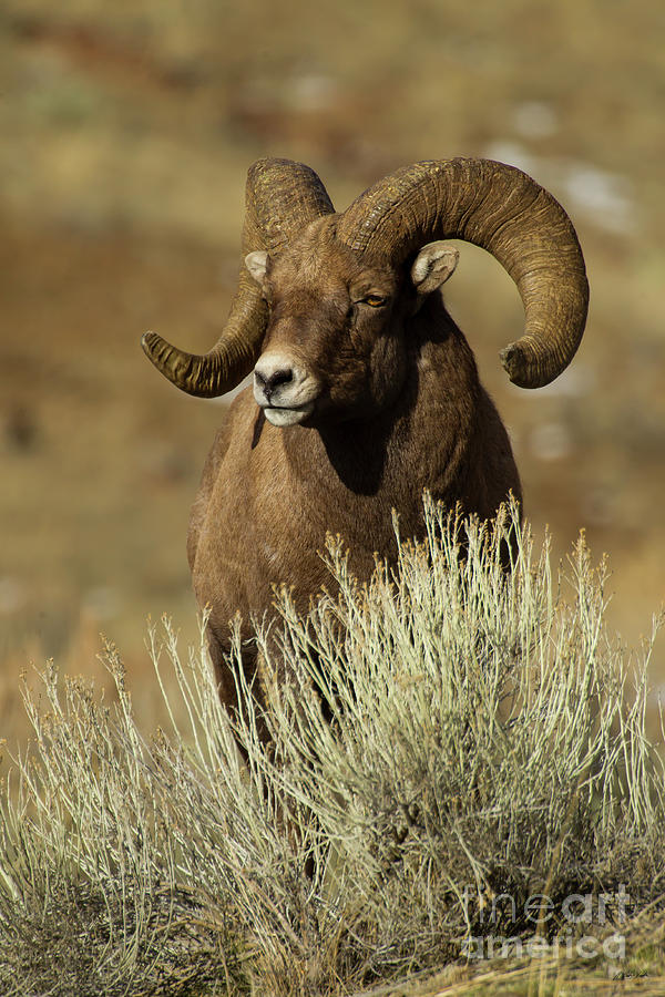 Big Horn Ram-Signed-#4041 Photograph by J L Woody Wooden