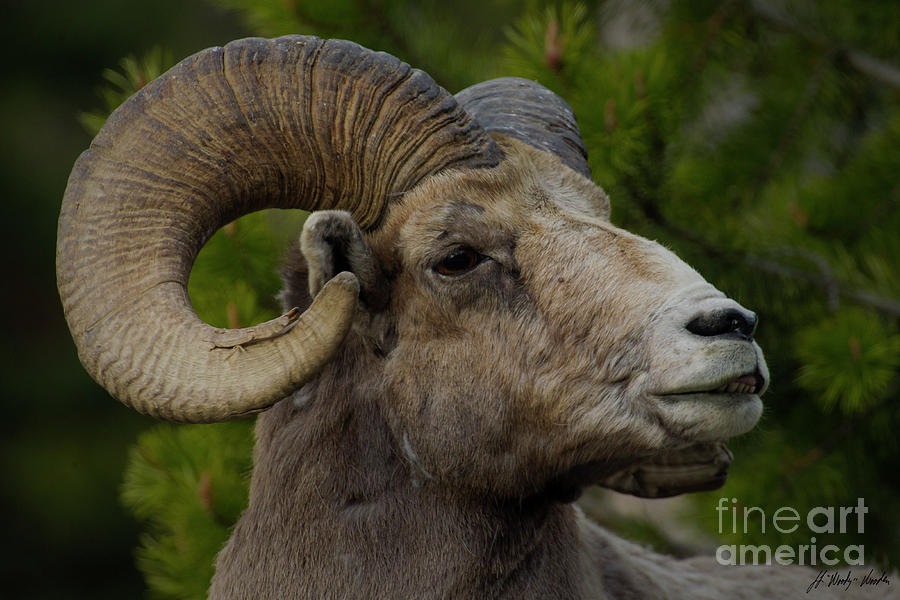 Big Horn Ram-Signed-#5374 Photograph by J L Woody Wooden