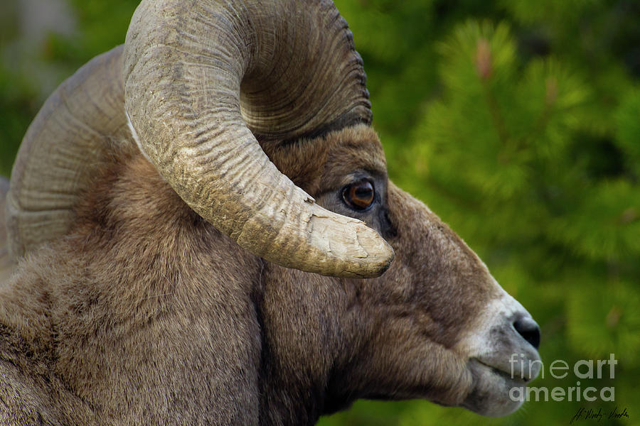 Big Horn Ram-Signed-#5378 Photograph by J L Woody Wooden