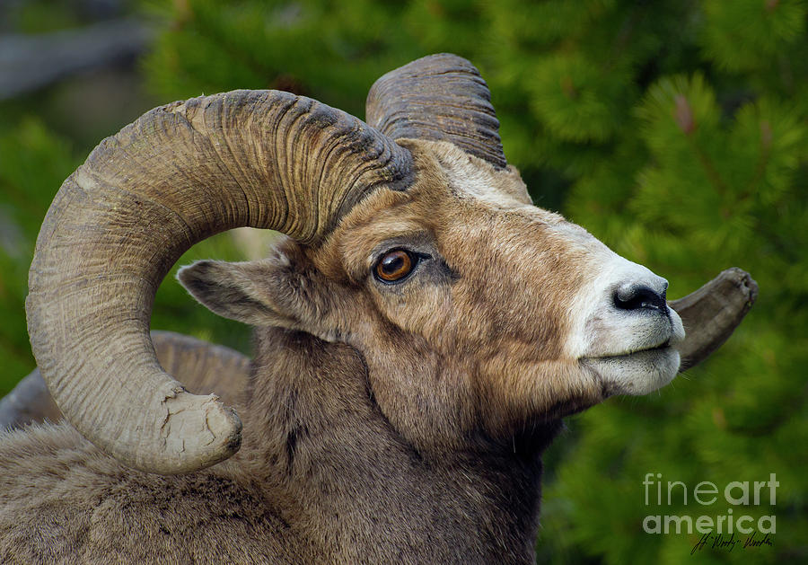 Big Horn Ram-Signed-#5388 Photograph by J L Woody Wooden