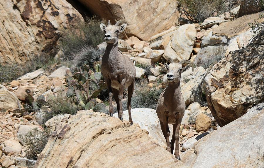 Big Horn Sheep - 2  Photograph by Christy Pooschke