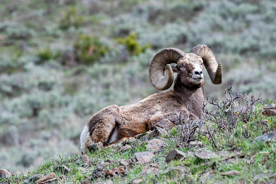 Big Horn Sheep #2 Photograph by Scott Read